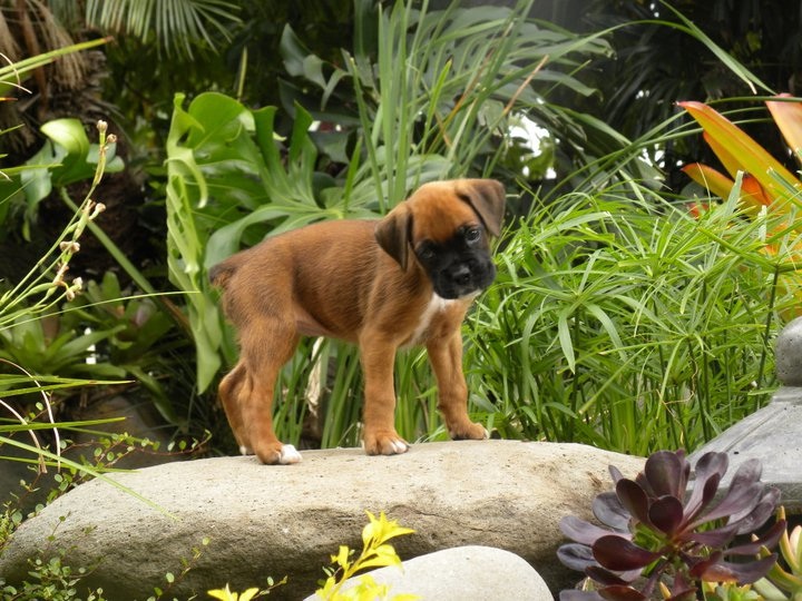 Puppy Potty Training 3 Essential Steps - Maui Dog Remedies