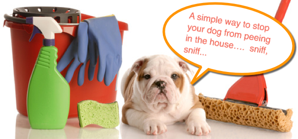 ... Stop Your Dog From Peeing In The House That Works - Maui Dog Remedies