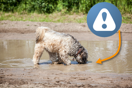 Dog-Mud-Puddle-Drinking-Warning.png