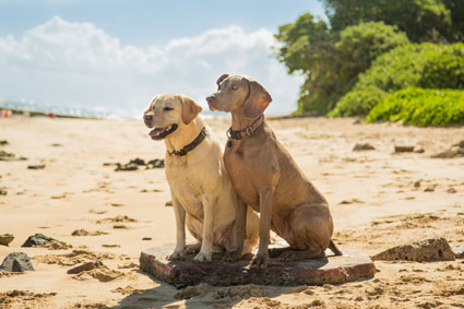 Maui Dog Boarding