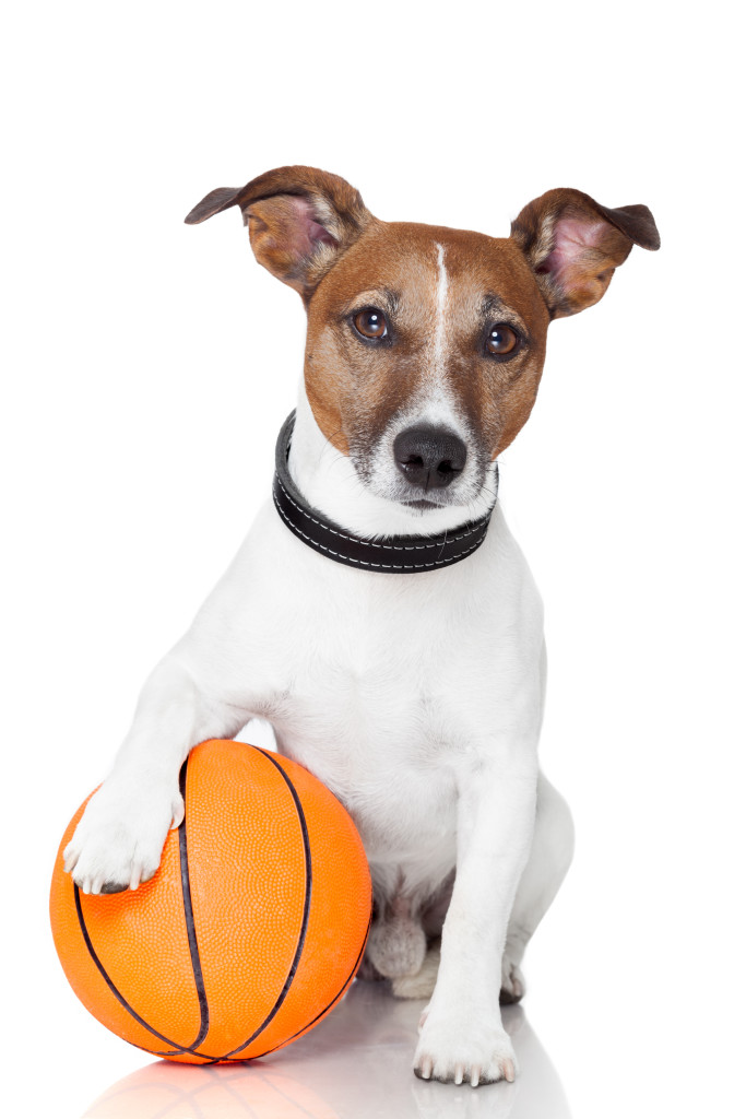 Dog Training Online Courses